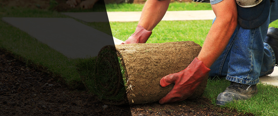 Canoga Park Landscapers